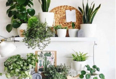 Bukan Sekadar Hiasan, Ini 7 Tanaman Hias dalam Rumah Pembawa Hoki Menurut Feng Shui