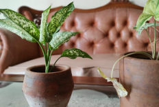 7 Tanaman Pembawa Rezeki Hoki di Tahun 2026 Menurut Feng Shui, Menarik Energi Positif serta Simbol Kehidupan