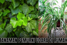 Murnikan Oksigen di Rumah dengan 4 Tanaman Pembersih Udara di Rumah Ini!
