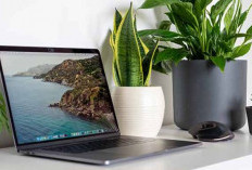 7 Rekomendasi Tanaman Hias Meja Kantor yang Bisa Tingkatkan Fokus, Bahkan Dipercaya Pembawa Keberuntungan