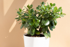 Ganti Suasana di Rumah Pakai 5 Rekomendasi Tanaman Pembawa Hoki di Tahun Baru 2026 Berikut, Letakkan di Sini!