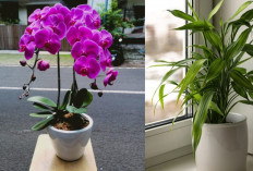 4 Tanaman Hias Pembawa Rezeki Untuk Hiasi Rumah di Awal Tahun 2026