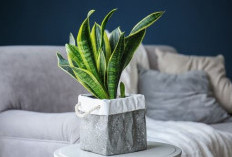 Bawa Energi Positif di Ruang Tamu, Ini 6 Tanaman Hias Pembawa Keberuntungan & Rezeki Untuk Ruangan Indoor