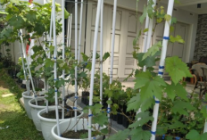 5 Jenis Dekorasi Tanaman Hias Depan Rumah Menurut Islam Bisa Datangkan Keberkahan dan Rezeki