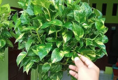 Estetik Banget! 6 Tanaman Hias Pembawa Hoki ini Bisa Menjadi Dekorasi Interior Pembawa Energi Positif