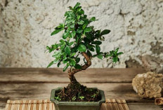 Pembawa Sial, 5 Tanaman Hias yang Kurang Cocok Diletakan di Dalam Ruang Tamu Rumah