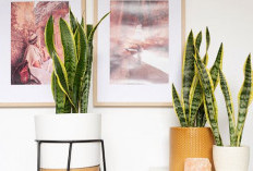 Bisa Bawa Malapetaka, Ini 5 Jenis Tanaman Hias Pembawa Sial Jika Diletakan di Ruang Tengah