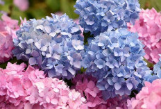 Mengandung Racun Berbahaya, Ini 3 Jenis Tanaman Hias Beracun yang Tidak Boleh di Tanam Di Dalam Rumah