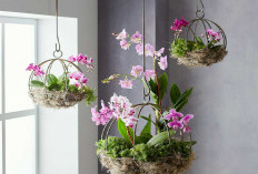 5 Tanaman Hias Gantung Indoor yang Memiliki Aroma Wangi Tahan Lama, Berikut Rekomendasinya 