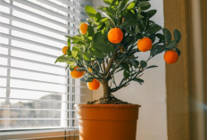 10 Jenis Tanaman Hias dari Pohon Buah yang Bisa Jadi Dekorasi di Dalam Rumah, Bentuk Minimalis untuk Interior