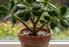 Serap Polutan & Udara Kotor di Dalam Rumah, Berikut 6 Tanaman Hias Indoor Pembawa Hoki Menurut Feng Shui