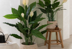 Bikin Rezeki Mengalir Deras! Ini 6 Tanaman Hias Pembawa Hoki yang Cocok Ditanam di Dalam Rumah