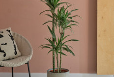 Rugi Kalau Gak Punya! 5 Tanaman Hias Penyerap Racun di Dalam Ruangan, Bikin Kualitas Udara Jadi Segar & Sehat