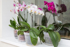 5 Tanaman Hias Pembawa Sial yang Tidak Boleh Asal Taruh Dalam Rumah, No. 1 Kesukaan Banyak Orang