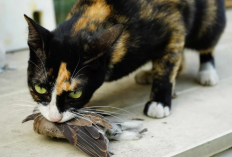 Bikin Terharu! 4 Alasan Kenapa Kucing Peliharaan Suka Membawa Bangkai ke Rumah Menurut Studi dan Penelitian