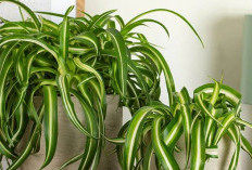 Bantu Tidur Lebih Nyenyak, Ini 5 Tanaman Hias Pembersih Udara yang Bisa Tingkatkan Kualitas Tidur