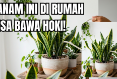 Begini Cara Merawat Tanaman Hias Pembawa Hoki Menurut Feng Shui, Super Mudah? 