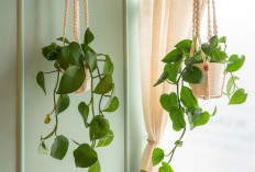 Solusi Rumah Minimalis! 6 Tanaman Hias Hidroponik Hemat Tempat yang Bantu Undang Hoki dan Suasana Nyaman