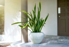 Perlindungan dari Aura Buruk, Ini 6 Tanaman Hias Penangkal Energi Negatif yang Wajib Ada di Depan Rumah