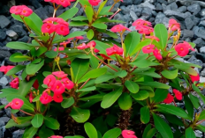 Hati-hati, Berikut Tanaman Hias Pembawa Sial yang Harus Dihindari dan Jangan di Tanam Depan Rumah