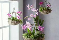 Tampak Elegan & Minimalis, Ini 5 Tanaman Hias Gantung yang Cocok untuk Dekorasi Indoor, Nggak Makan Tempat!