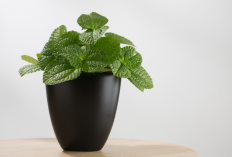 6 Tanaman Hias Indoor Penghilang Stres, Aromanya Bikin Pikiran Adem & Rumah Lebih Tenang!