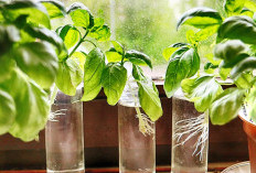 Dekorasi Indoor Pembersih Udara, Ini 6 Rekomendasi Tanaman Hidroponik Indoor yang Mudah Dirawat
