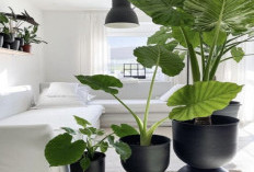 Jangan Sampai Salah! Ini Cara Meletakkan Tanaman Hias di Rumah Menurut Feng Shui untuk Menyerap Energi Negatif