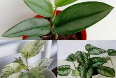 Sebagai Filter Penyaring Polusi, Berikut 5 Jenis Tanaman Indoor Penghasil Oksigen di Dalam Rumah