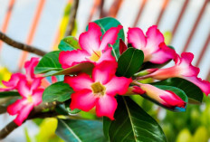 Tampak Segar & Berwarna, Ini 5 Tanaman Hias Outdoor Bunga yang Mudah Dirawat,Cocok untuk Percantik Depan Rumah