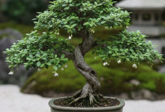 Berikut 5 Tanaman Bonsai Mini yang Gampang Dirawat, Mulai dari Bonsai Anting Putri Sampai Bonsai Serut