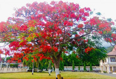 Jangan Salah Pilih! Ini 7 Pohon Peneduh yang Bikin Halaman Rumah Lebih Adem dan Indah