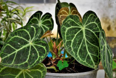 Bukan Cuma Dekorasi Estetik, Ini 5 Tanaman Hias Depan Rumah Pembawa Keberuntungan Serta Cara Perawatannya