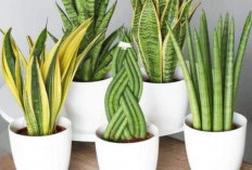 Ucapkan Selamat Tinggal pada Polusi! 6 Tanaman Pembersih Udara Dalam Ruangan Ini Solusinya