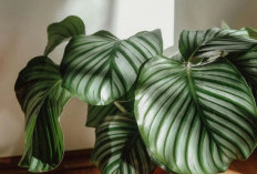 Usir Polusi di Dalam Rumah, 6 Tanaman Hias Perawatan Minimalis Ini Cocok Untuk Ruangan Indoor Rumah