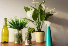 Sebagai Dekorasi yang Bikin Rumah Lebih Adem, 5 Tanaman Hias Penangkal Energi Negatif dan Penjernih Udara