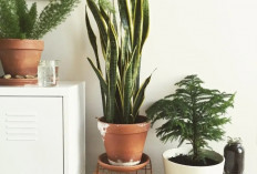 Wajib Punya di Kamar Tidur! Ini 5 Tanaman Hias yang Bikin Udara Tetap Segar di Malam Hari