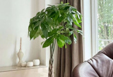 Datangkan Rezeki & Kekayaan Jika Penempatannya Tepat, Ini 7 Tanaman Hias Pembawa Keberuntungan Untuk Dekorasi