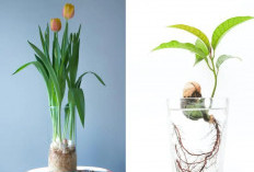 Bikin Kaya dan Rumah Makin Harmonis! Ini Dia 6 Tanaman Hias Pembawa Kekayaan yang Dipercaya Bawa Hoki