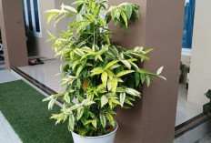 Tempatnya Jangan Asal, Berikut 5 Tanaman Hias Pembawa Sial yang Harus Diperhatikan Penempatannya