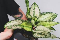 Jadi Simbol Rezeki dan Hoki Tahun 2026, Ini 6 Tanaman Hias Minimalis untuk di Depan Rumah Menurut Feng Shui