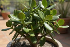 5 Tanaman Hias Pembawa Keberuntungan dan Kemakmuran Menurut Feng Shui, Salah Satunya Ada Tanaman Giok