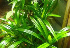 Usir Aura & Energi Negatif dari Rumah, Berikut 8 Tanaman Hias Penjaga Rumah yang Wajib Punya 1 di Rumah