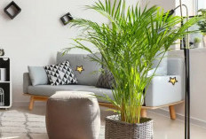 Cuma Disiram Doang, Ini 7 Rekomendasi Tanaman Hias Pembawa Rezeki yang Gampang Dirawat Oleh Pemula