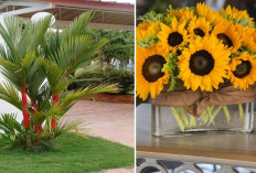 3 Tanaman Hias Pembawa Keberuntungan 2026 yang Cocok untuk Halaman Depan Rumah, Tanam Sekarang!