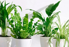 Rumah Jadi Gak Pengap & Nyaman, Berikut 10 Tanaman Hias Pembersih Udara yang Bisa Tingkatkan Kualitas Udara