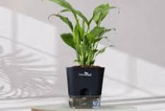 6 Tanaman Indoor Minimalis yang Cocok untuk Semua Ruangan, Dekorasi Simpel Tapi Elegan 