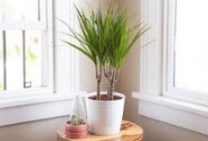 Rahasia Rumah Segar dan Sejuk Alami, Ini 5 Tanaman Hias Pembersih Udara yang Ideal untuk Dekorasi Indoor