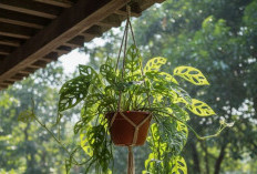 5 Tanaman Hias Gantung Outdoor Anti Panas Mudah Dirawat, Bikin Kesan Teras Rumah Serasa Alami dan Natural