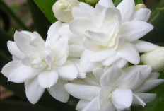 Belum Banyak Orang Tahu, Ini Dia Manfaat Menanam Tanaman Melati di Dalam Kamar, Buat Tidur Jadi Lebih Nyenyak!